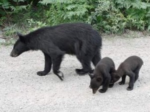 Bear and Cubs