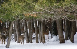 Deer Wintering Complex