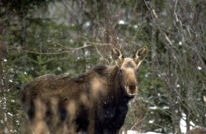 Moose Cow with calf in Marquette County 1/02
