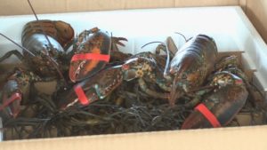 Seafoodfest Lobsters