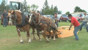 Baraga County Fair 2016, Pony Pull