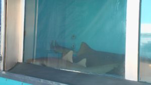 Hooughton County Fair Sharks